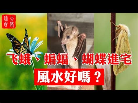 飛蛾飛到家裡|家中飛蛾暗示什麼？專家解析